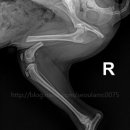 쪼꼬동물메디컬센터 이미지