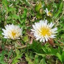 소천월가 이미지