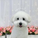 꼬똥 분양 후기 칭찬 가득한 이유 ✨ 전문 켄넬의 건강함을 고집하는 프리미엄펫!