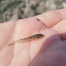 어류도감 이미지