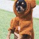 반려동물 수제간식 만들기 이미지