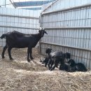 인창농장 이미지