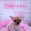 광명시티동물병원 이미지