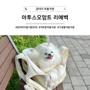 [강아지 이동가방] 숄더OK 크로스OK, 더 가볍게 이어주는 아투스모멍트 리에백