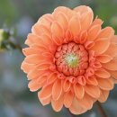 해랑나예 이미지