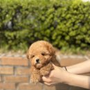 테일러퍼피 이미지