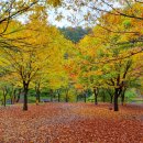영월약수터 오토캠핑장 | 가을 단풍 캠핑 명소 강원도 영월 약수터 오토 캠핑장솔로 차박 후기