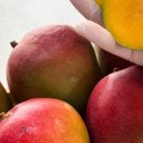 브리지팜 이미지