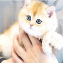 강남 고양이 분양 캣프렌즈 | 강남에서 찾은 독특한 고양이 분양, 호야캣 후기:)