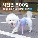 린넨 핸드메이드 의류 제작 | 강아지여름옷 OOTD 편안함+러블리 다 가졌개! 쭈니네핸드메이드 쭈리 크롭티