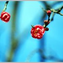 부산 유엔기념공원의 겹홍매와 백매 (photo by)허당(虛堂) 이미지