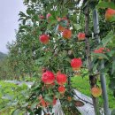 거창-고제-10 이미지