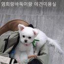 영희랑 바둑이랑 애견미용실 이미지