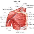 섹시한 상체를 만드는 5분 덤벨 다이어트 운동! 이미지