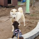 모항호프
