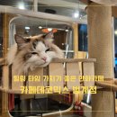 카페데코믹스범계점 | 고양이 카페 데이트 하기 좋은 범계만화카페 카페데코믹스범계점 후기