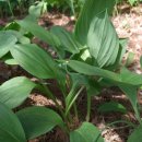 서대산약용자연휴양림 이미지