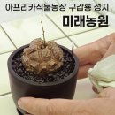 주렴산농장 | 일산 아프리카식물 농장 미래농원 방문기 구갑룡 성지