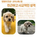 이담펫 네이버블로그