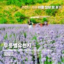 강릉 무릉별유천지 라벤더축제 2025, 보랏빛 향기로 물든 감성 나들이