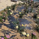 황골장미마을 이미지