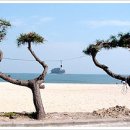 연포해수욕장(송림) 이미지