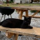 스테이 다로 이미지