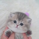 부산고양이분양 모나미네코 동래점 | 부산고양이분양 모나미네코 해운대본점 방문후기와 매장 정보