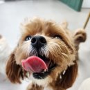 애견호텔 도그캐슬 다산점 이미지