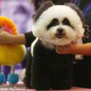 동물의 왕국 이미지