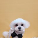 버블버블 애견샵 이미지
