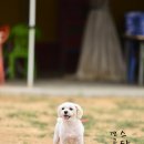 응투네 Daum카페