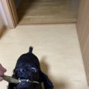 오도독캣 이미지