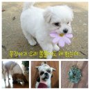 꽃강아지 이미지