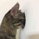 88켄터키치킨 이미지