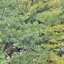 나를 지켜주는 친구 초록이 이미지