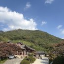 643. 천 년을 사는 불사의 나무, 표충사 은행 털던 날 이미지
