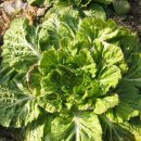 들길봄동 이미지