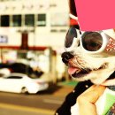 영화 dog days~~유감 이미지