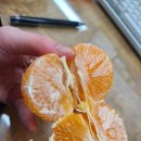 하나(557-0123)공인중개사사무소 | 겨울 제철과일 밀감의 최고봉 수라향(신비향) 맛본 후기_주책남