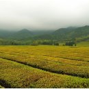 보성야생화 이미지