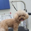 오늘도이쁘개 이미지