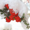 노안삼도로 이미지