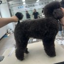 [애견미용] KKF 애견미용사 2급 자격 검정 시험 후기