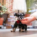 펫하임 강아지 고양이 이미지