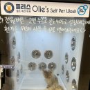 올리스24 명지점 네이버블로그