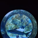 젤리피쉬 | 서울 코엑스 아쿠아리움 씨라이프 SEALIFE 스폰지밥 젤리피쉬 어드벤처 방문 후기
