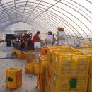 미연농장 이미지