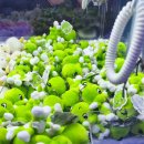 둘리인형뽑기 이미지