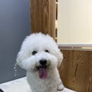 도도 그루밍 이미지